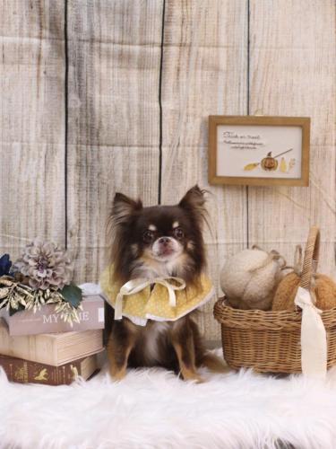 20241003チロルくん